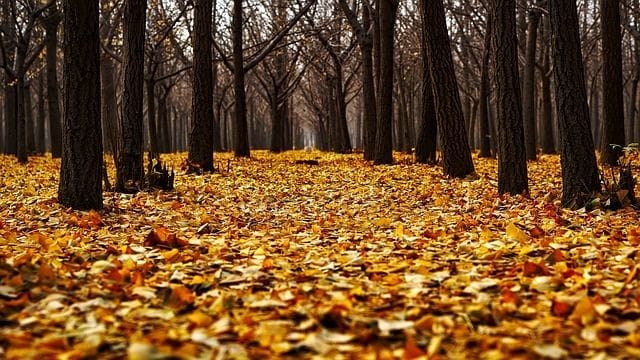 Winter Colour without Autumn Leaves Winter Colour without Autumn Leaves